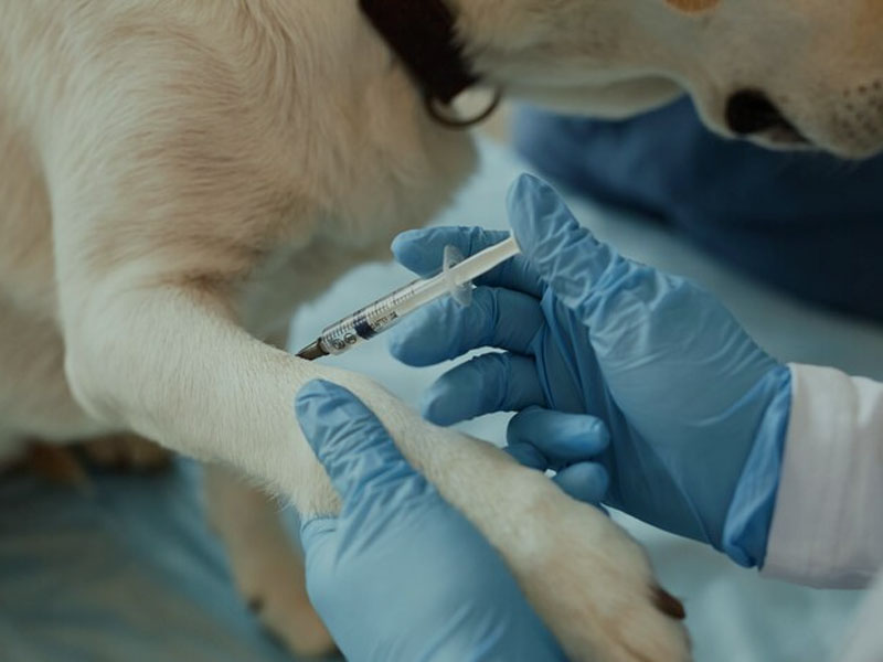 AIM вакцинасы «npj вакциналарында» mRNA құтыруға қарсы вакцинаның соңғы клиникаға дейінгі деректерін жариялайды: 100% қауіпсіз және тиімді иммундық қорғанысты қамтамасыз ету үшін тек екі доза қажет.